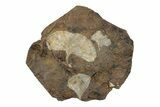 Three Paleocene Fossil Ginkgo Leaves - North Dakota #270194-1